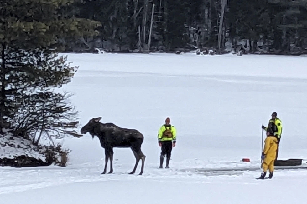 Los socorristas salvaron un alce que cayó a través del hielo del lago en Nueva&nbsp;York