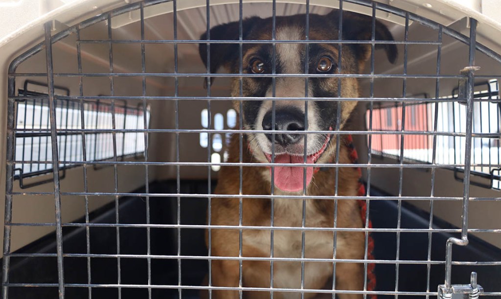 Autoridades guatemaltecas “decomisan” en zona 18 a un perro que era&nbsp;maltratado