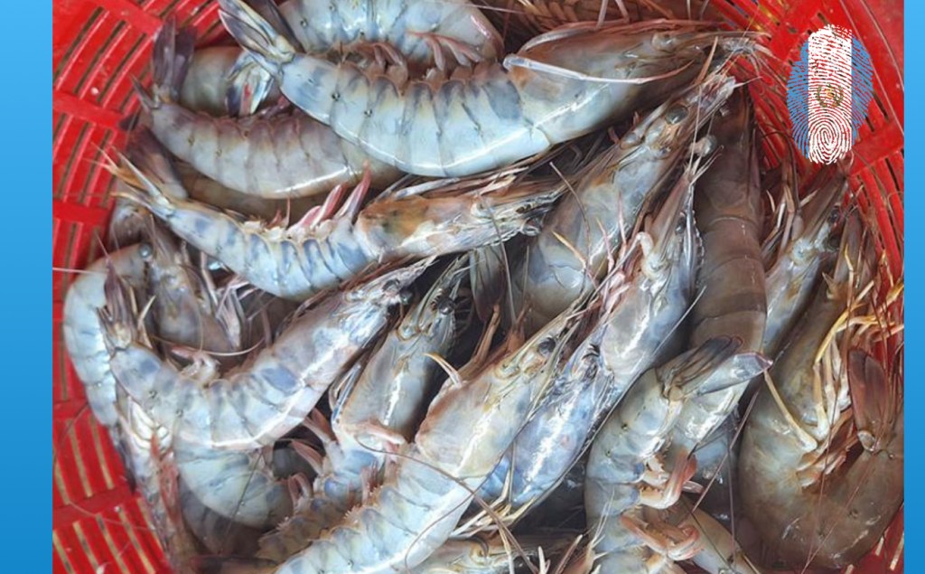 Camarones de Guatemala califican para ser exportados a EE. UU.