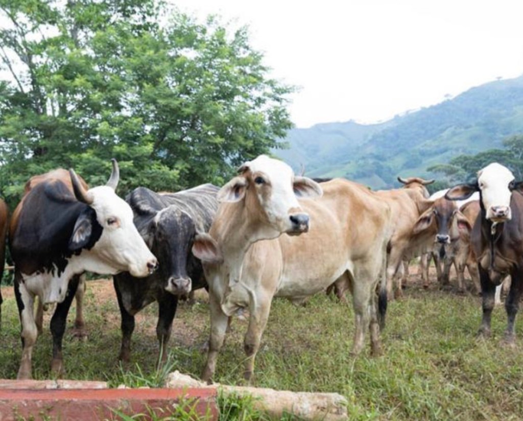 Frío en Guatemala pone en riesgo cultivos y ganado de 15&nbsp;departamentos