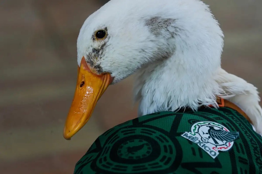 La triste historia de Wafle, la hermana de Merlín: el dolor que dio origen al pato que conquistó al Mundial&nbsp;2026