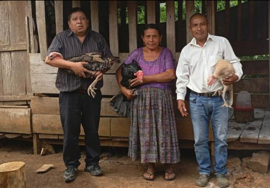 Crianza sostenible de pavos en Sesajal: Un modelo&nbsp;exitoso